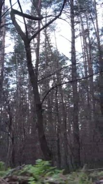 Çam ormanındaki ağaçların dikey videosu, yavaş çekim.