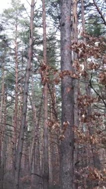 Çam ormanındaki ağaçların dikey videosu, yavaş çekim.