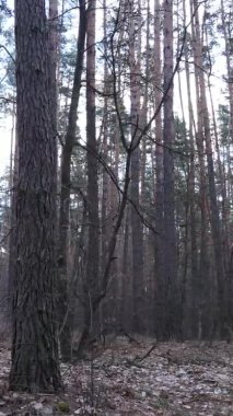 Çam ormanındaki ağaçların dikey videosu, yavaş çekim.