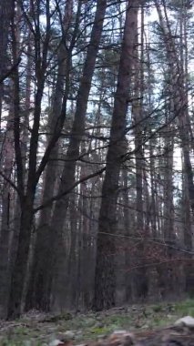 Çam ormanındaki ağaçların dikey videosu, yavaş çekim.