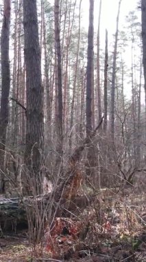 Çam ormanındaki ağaçların dikey videosu, yavaş çekim.