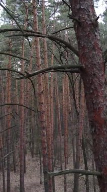 Çam ormanındaki ağaçların dikey videosu, yavaş çekim.