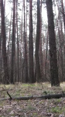 Çam ormanındaki ağaçların dikey videosu, yavaş çekim.