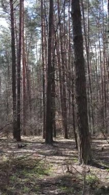 Çam ormanındaki ağaçların dikey videosu, yavaş çekim.