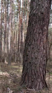 Çam ormanındaki ağaçların dikey videosu, yavaş çekim.