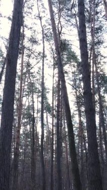 Çam ormanındaki ağaçların dikey videosu, yavaş çekim.