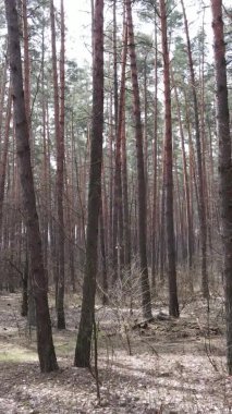 Çam ormanındaki ağaçların dikey videosu, yavaş çekim.