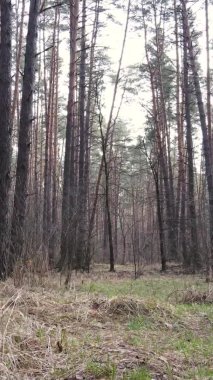 Çam ormanındaki ağaçların dikey videosu, yavaş çekim.