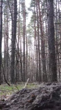 Çam ormanındaki ağaçların dikey videosu, yavaş çekim.