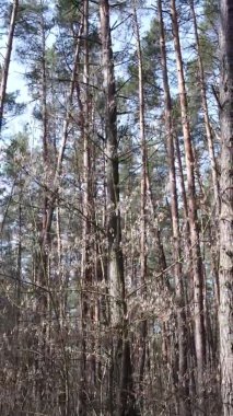 Çam ormanındaki ağaçların dikey videosu, yavaş çekim.