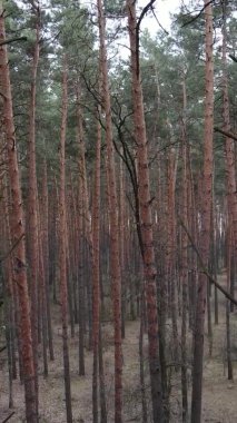 Çam ormanındaki ağaçların dikey videosu, yavaş çekim.