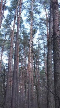 Çam ormanındaki ağaçların dikey videosu, yavaş çekim.