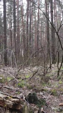 Çam ormanındaki ağaçların dikey videosu, yavaş çekim.