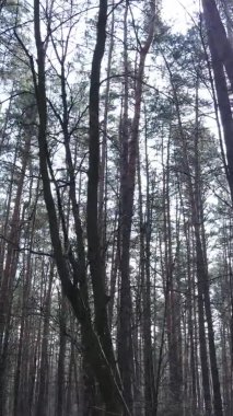 Çam ormanındaki ağaçların dikey videosu, yavaş çekim.