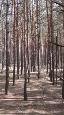 Çam ormanındaki ağaçların dikey videosu, yavaş çekim.