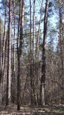 Çam ormanındaki ağaçların dikey videosu, yavaş çekim.