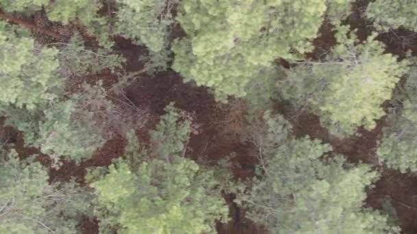 Vertikal video av trær i furuskog, sakte film – stockvideo