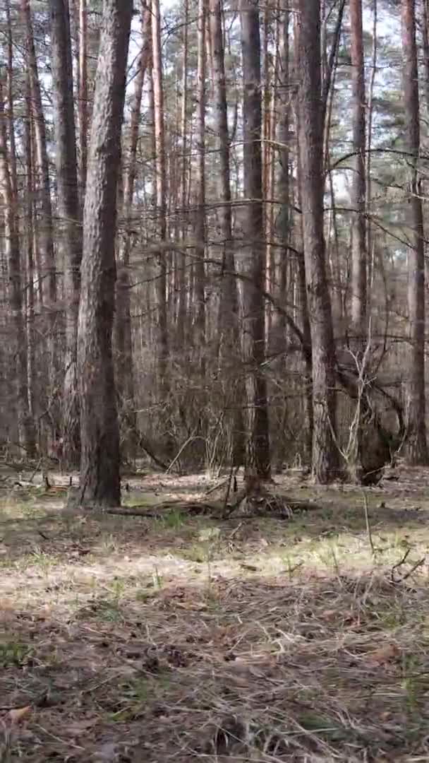 Vidéo verticale d'arbres dans une pinède, au ralenti