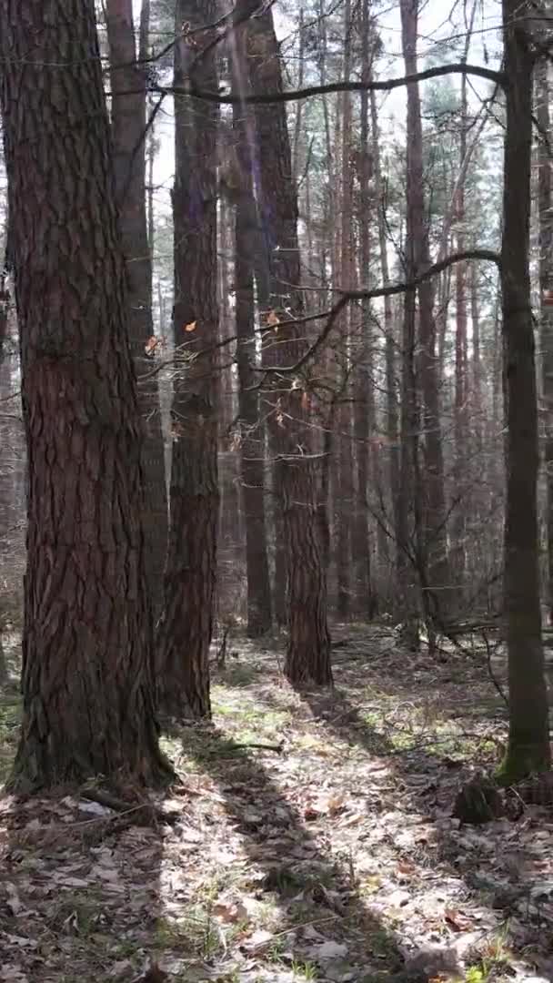 Vidéo verticale d'arbres dans une pinède, au ralenti