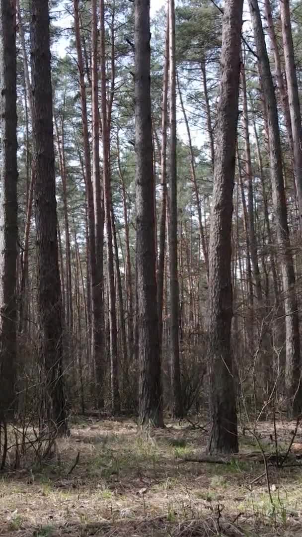 소나무 숲 속 의나무들의 수직 영상, 느린 동작 — 비디오