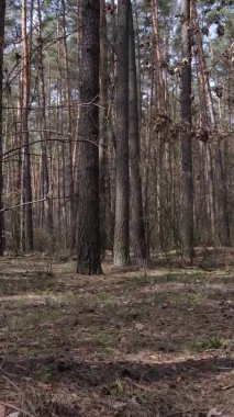 Çam ormanındaki ağaçların dikey videosu, yavaş çekim.