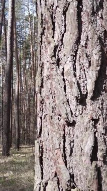 Çam ormanındaki ağaçların dikey videosu, yavaş çekim.