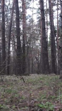 Çam ormanındaki ağaçların dikey videosu, yavaş çekim.