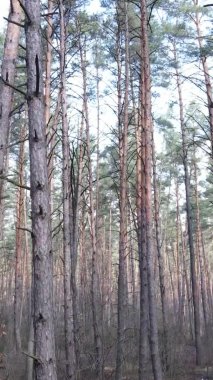 Çam ormanındaki ağaçların dikey videosu, yavaş çekim.