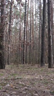 Çam ormanındaki ağaçların dikey videosu, yavaş çekim.