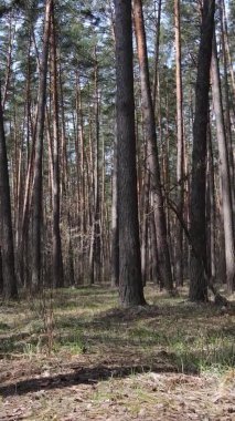 Çam ormanındaki ağaçların dikey videosu, yavaş çekim.