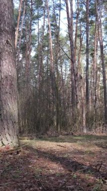 Çam ormanındaki ağaçların dikey videosu, yavaş çekim.