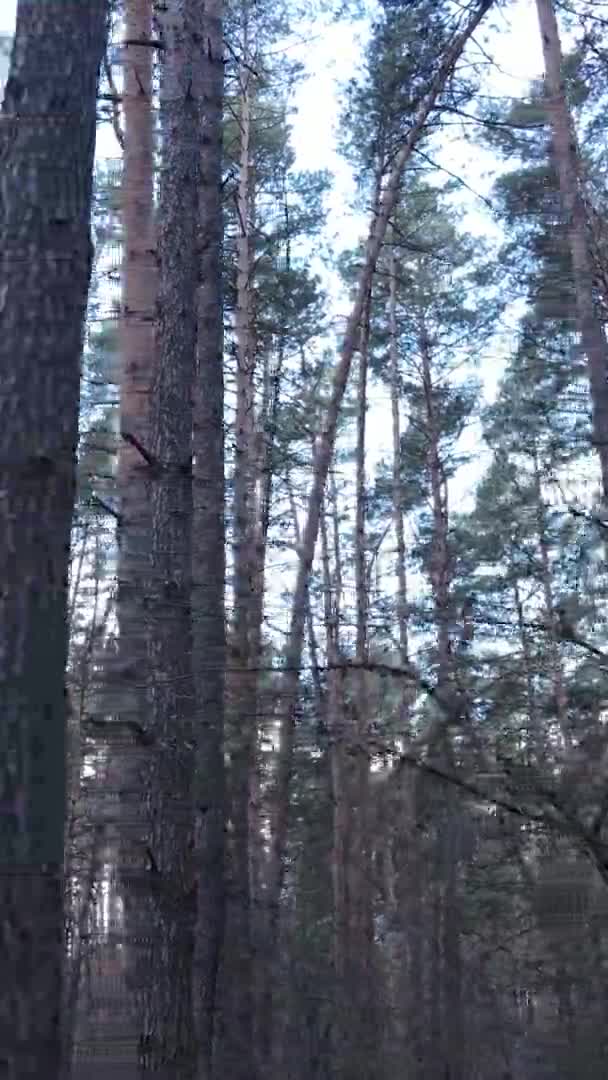 Vertikální video stromů v borovém lese, zpomalený pohyb — Stock video