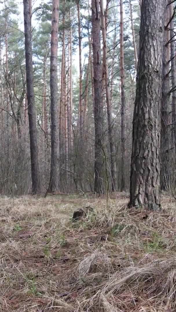 Vidéo verticale d'arbres dans une pinède, au ralenti