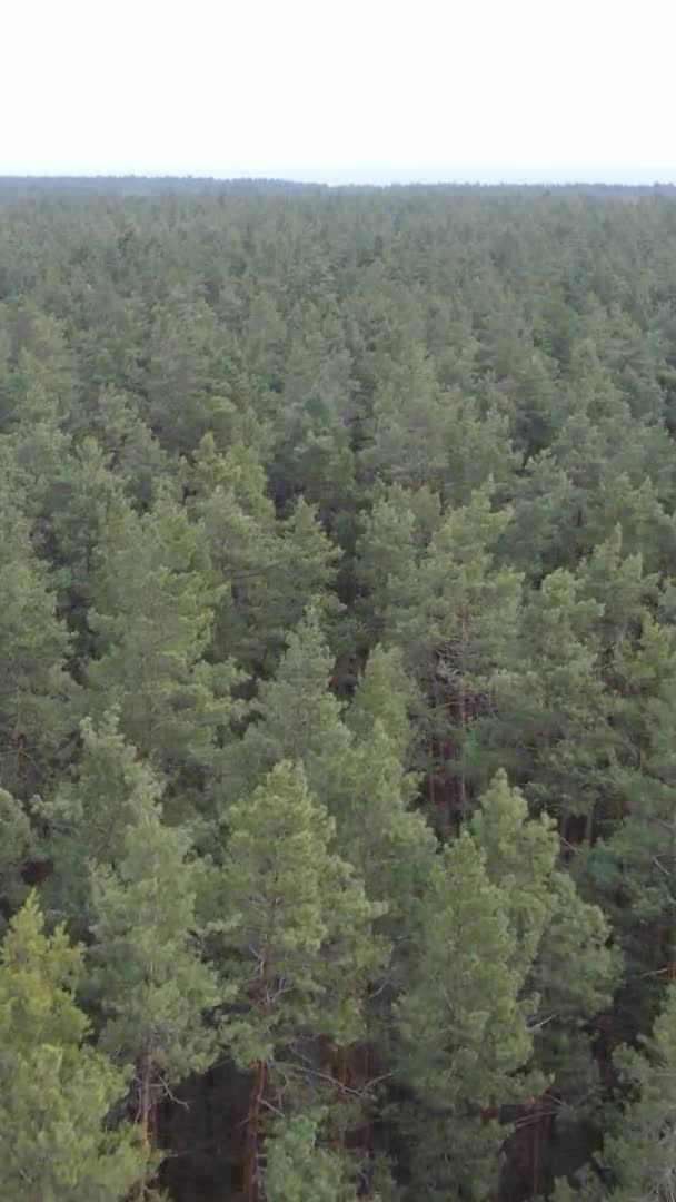 Vertikales Video von Bäumen in einem Kiefernwald, Zeitlupe — Stockvideo