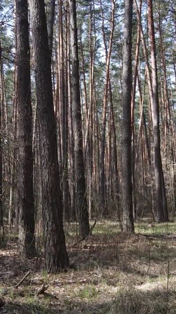 Vidéo verticale d'arbres dans une pinède, au ralenti — Video