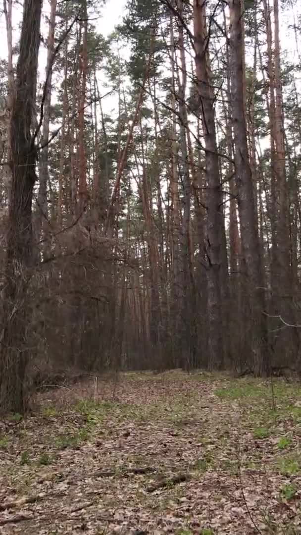 Vídeo vertical de árvores em uma floresta de pinheiros, câmera lenta — Vídeo de Stock