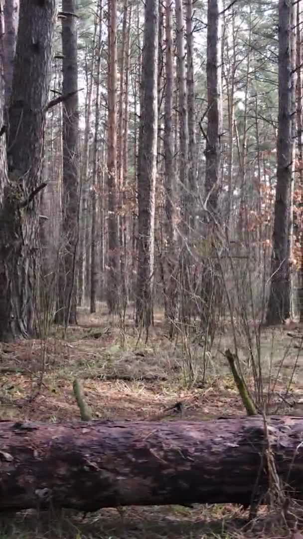 Vídeo vertical de árvores em uma floresta de pinheiros, câmera lenta — Vídeo de Stock