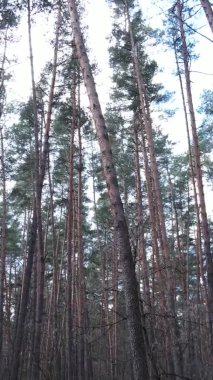 Çam ormanındaki ağaçların dikey videosu, yavaş çekim.