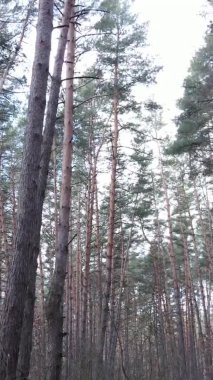 Çam ormanındaki ağaçların dikey videosu, yavaş çekim.