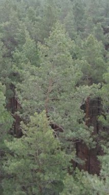 Çam ormanındaki ağaçların dikey videosu, yavaş çekim.