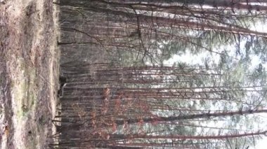 Çam ormanındaki ağaçların dikey videosu, yavaş çekim.