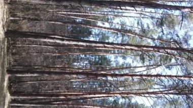 Çam ormanındaki ağaçların dikey videosu, yavaş çekim.