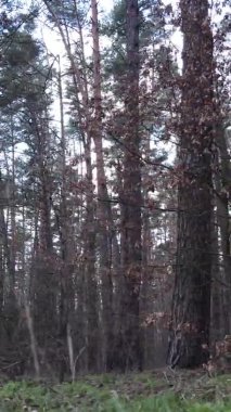 Çam ormanındaki ağaçların dikey videosu, yavaş çekim.