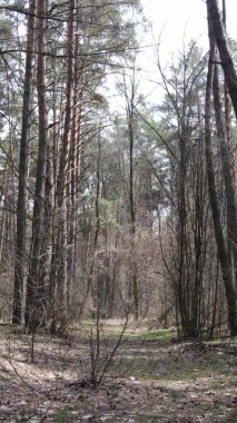 Çam ormanındaki ağaçların dikey videosu, yavaş çekim.