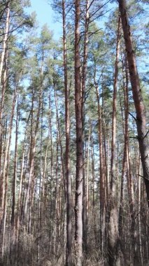 Çam ormanındaki ağaçların dikey videosu, yavaş çekim.