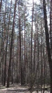 Çam ormanındaki ağaçların dikey videosu, yavaş çekim.