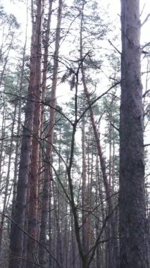 Çam ormanındaki ağaçların dikey videosu, yavaş çekim.