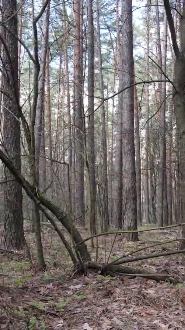 Çam ormanındaki ağaçların dikey videosu, yavaş çekim. — Stok video