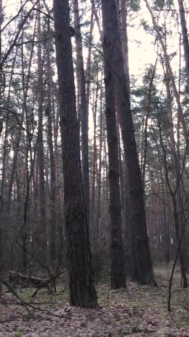 Függőleges videó fákról egy fenyőerdőben, lassított felvétel — Stock videók