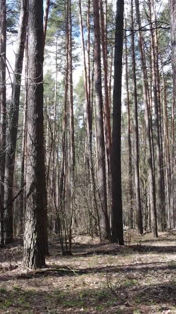 Vidéo verticale d'arbres dans une pinède, au ralenti